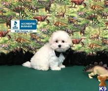 maltipoo puppy posted by little paws kennel
